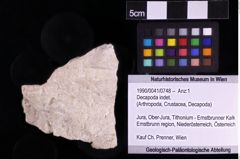 Foto (Objket + Etiketten) von Decapoda indet. 